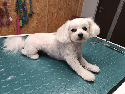 Wyczesany Wystrzyżony - Salon Pielęgnacji Psów